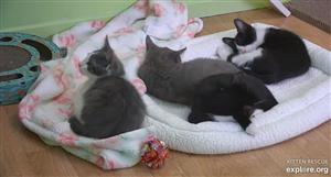 Kitten Cam Kitten Cam